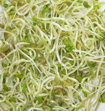 SS106 Fenugreek Sprouts
